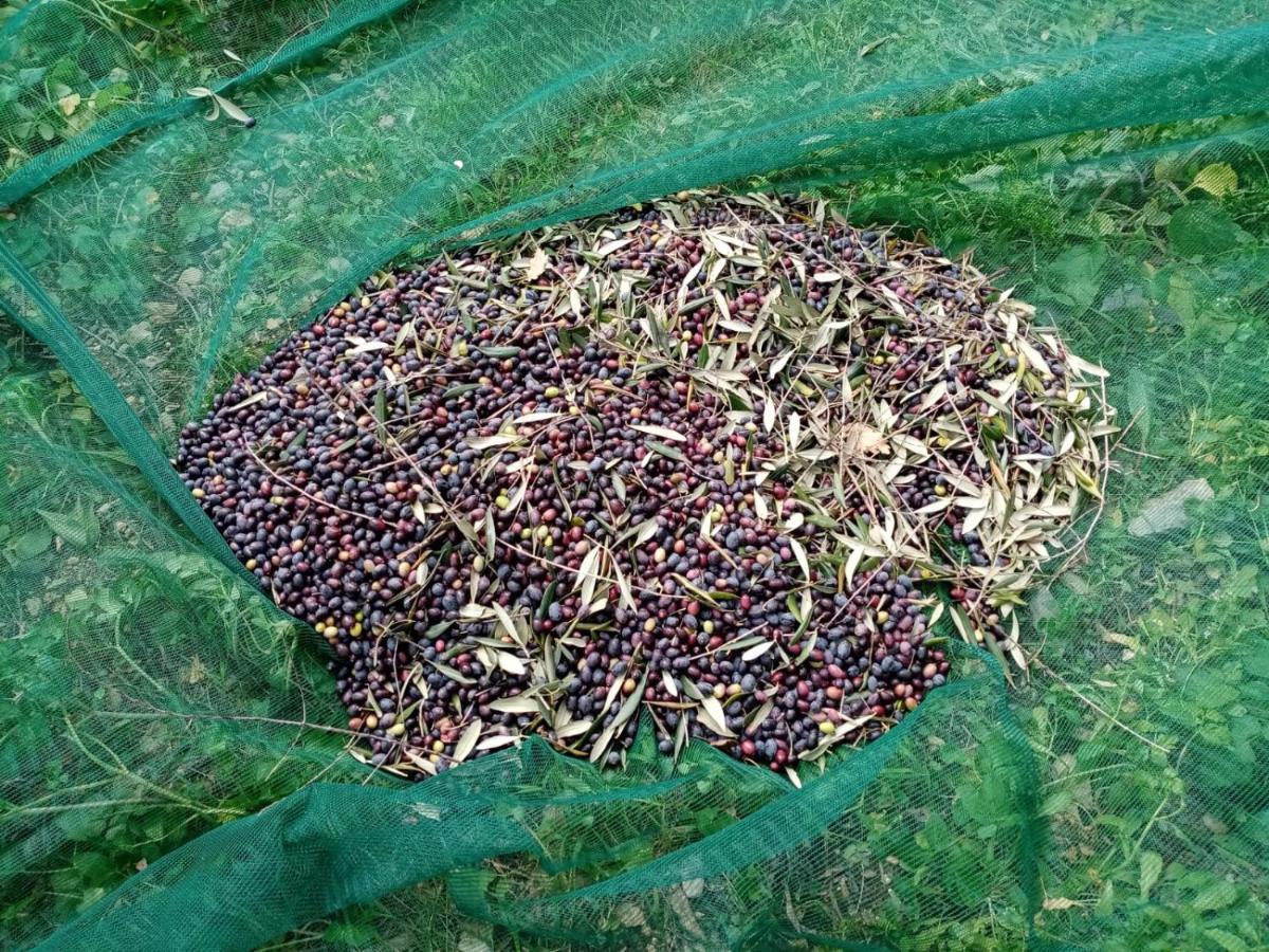 Appartamento Agrisport Ca Di Cuni Roncagli Esterno foto